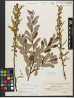 Foto von Salix triandra subsp. amygdalina (L.) Schübl. & G. Martens